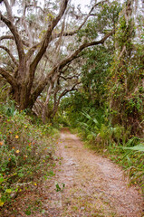 path in the woods