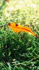 yellow leaf on green grass