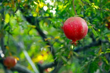 Afghan Pomegranates