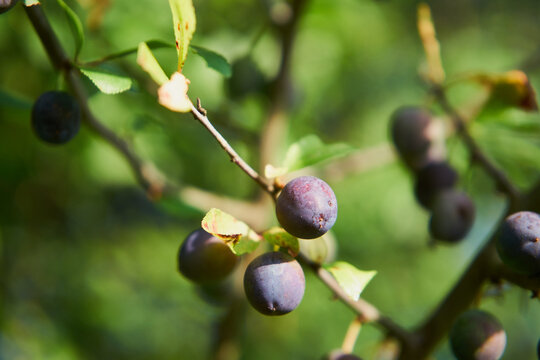 Śliwa tarnina, tarnina, tarka, Prunus spinosa L., owoce 