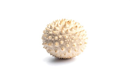Obraz premium A light beige, spiky sphere rests against a bright white backdrop.