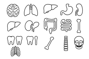 Human anatomy line icon set. Internal organs, teeth, bones. Medical, biology vector symbols. Brain, lungs, liver, stomach, kidney, intestine, skull, ribs, tooth, skeleton.