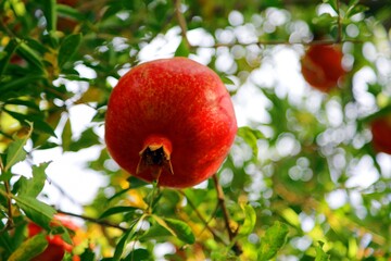 Afghanistan Ruby-red Pomegranate - Kandahari Pomegranate