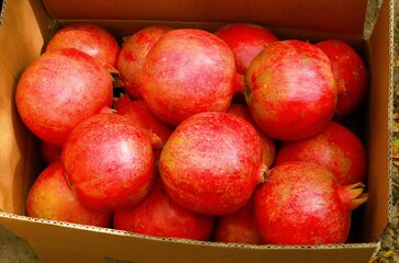 Afghanistan Ruby-red Pomegranate - Kandahari Pomegranate