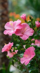 Fototapeta premium Pink hibiscus flowers blooming in a lush garden