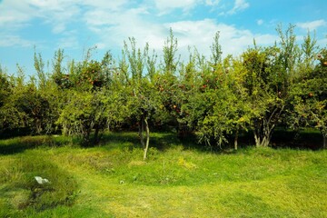 Traditional Pomegranate Gardens in Kandahar Afghanistan