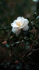 Obraz premium Beautiful white camellia flower blooming in nature