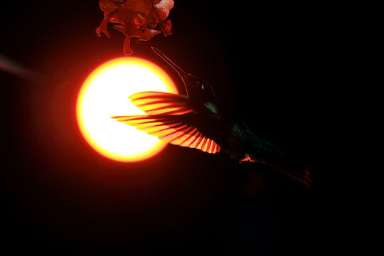 A talamanca hummingbird at dawn sipping nectar in silhouette