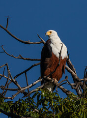 African fish eagle sitting on a branch with clear blue sky background