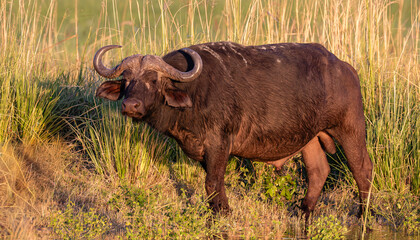 African buffalo standing in green grass in the early morning sun