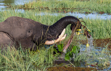 One elephant feeding on water plants and flowers in the Chobe river
