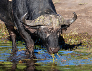 Close-up of an African buffalo feeding on water plants in the Chobe river