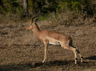 Portrait of an impala ram during mating season