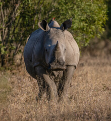 Front view of a white rhinoceros walking towards the camera
