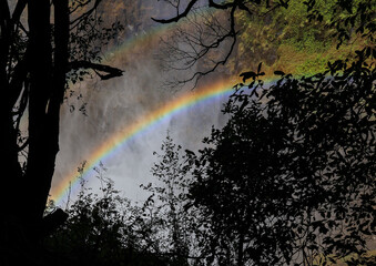 A rainbow in the forast created by the mist of the Victoria falls in Zimbabwe