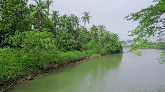 aerial drone shot flying forward over backwater lagoon canal river in Kerala, India surrounded by palm coconut trees and filled with green water showing the unique feature integral to local life