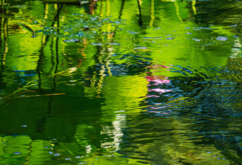 green leaves and a pink lotus flower reflected in water