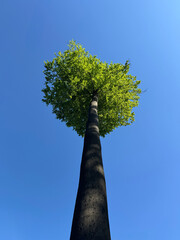 Hoher Einzelbaum mit langem stamm aus der Froschperspektive