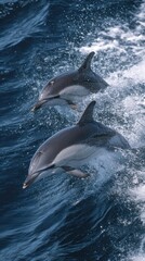 Obraz premium Dolphins leap joyfully in ocean waves