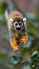 Obraz premium Squirrel monkey leaps in rainforest