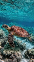 Obraz premium Green sea turtle gliding over coral