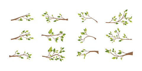 Tree Branch with Leaves 