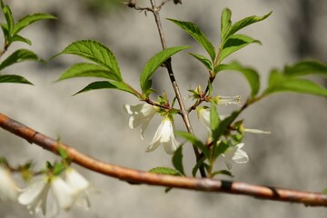 Deutzia uniflora, called Maehwamalbaldori in Korea, is a deciduous shrub of the hydrangea family....