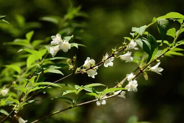 Deutzia uniflora, called Maehwamalbaldori in Korea, is a deciduous shrub of the hydrangea family. It bears solitary white flowers in spring and grows in Korea and Japan.