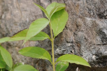 Deutzia uniflora, called Maehwamalbaldori in Korea, is a deciduous shrub of the hydrangea family. It bears solitary white flowers in spring and grows in Korea and Japan.