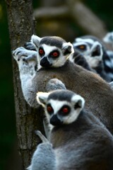 Naklejka premium The ring-tailed lemur (Lemur catta) - a medium- to larger-sized strepsirrhine (wet-nosed) primate that belongs to Lemuridae family and is endemic to the island of Madagascar, where it is endangered
