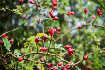 Róża dzika, Rosa canina L., psia róża, owoce