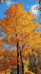 Fototapeta premium Vibrant autumn leaves on trees against a partly cloudy sky