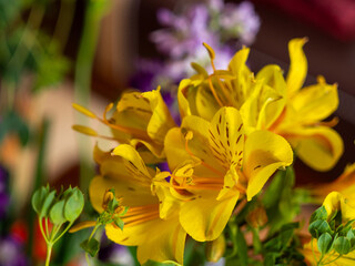 yellow alstroemerias blossom with soft background bokeh