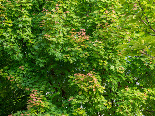 Maple trees with few leaves turning red