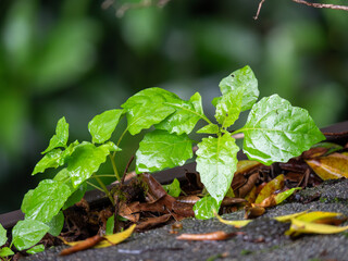 growing plants on a roof