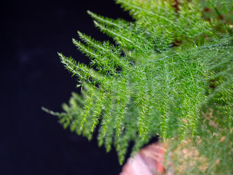 Flora of Gran Canaria - Asparagus setaceus