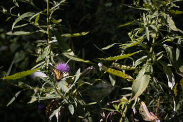 Butterfly on a flower in the woods.