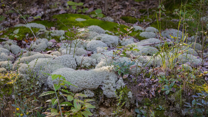 Wild moss growing on the rocks.