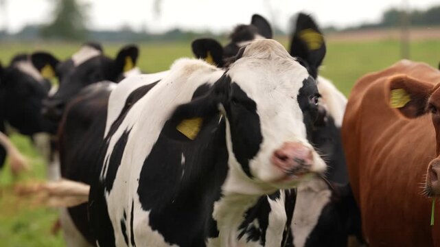 Close-up of a cow's head without horns. Labels are visible on the ears. Other cows are standing nearby. Flies are flying around