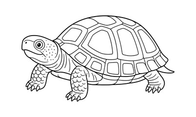 Fototapeta premium Box turtle outline illustration for educational and design use