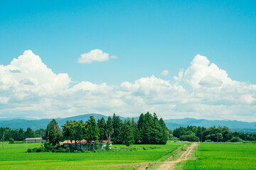 夏の青空と田んぼ　田舎の風景　入道雲