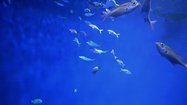 水族館の水槽の中の魚群、小魚の群れ