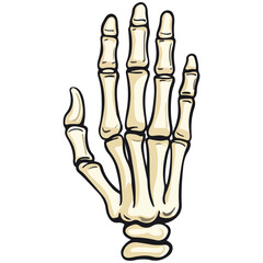 skeleton hand, costume, halloween, festival, vector, transparent background, decoration, hand, isolated, skeleton, bones, mannequin, model, figurine, medical, x-ray, bone, icon