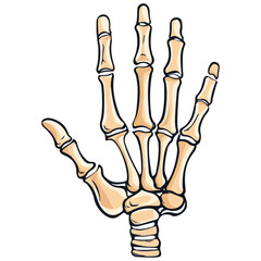 skeleton hand, costume, halloween, festival, vector, transparent background, decoration, hand, isolated, skeleton, bones, mannequin, model, figurine, medical, x-ray, bone, icon