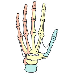 skeleton hand, costume, halloween, festival, vector, transparent background, decoration, hand, isolated, skeleton, bones, mannequin, model, figurine, medical, x-ray, bone, icon