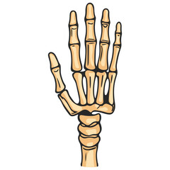 skeleton hand, costume, halloween, festival, vector, transparent background, decoration, hand, isolated, skeleton, bones, mannequin, model, figurine, medical, x-ray, bone, icon
