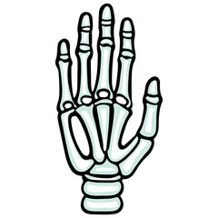skeleton hand, costume, halloween, festival, vector, transparent background, decoration, hand, isolated, skeleton, bones, mannequin, model, figurine, medical, x-ray, bone, icon
