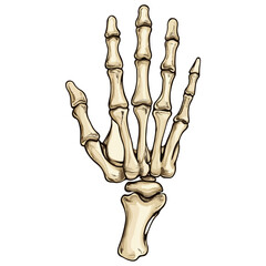 skeleton hand, costume, halloween, festival, vector, transparent background, decoration, hand, isolated, skeleton, bones, mannequin, model, figurine, medical, x-ray, bone, icon