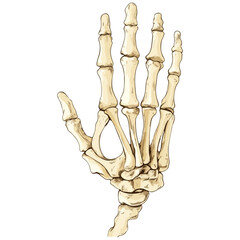 skeleton hand, costume, halloween, festival, vector, transparent background, decoration, hand, isolated, skeleton, bones, mannequin, model, figurine, medical, x-ray, bone, icon