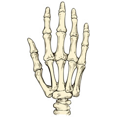 skeleton hand, costume, halloween, festival, vector, transparent background, decoration, hand, isolated, skeleton, bones, mannequin, model, figurine, medical, x-ray, bone, icon